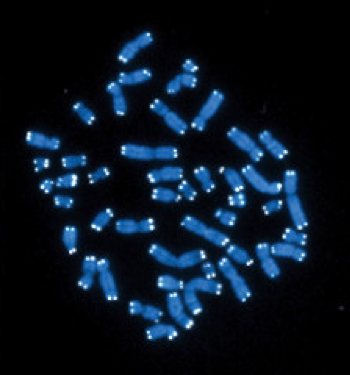 The 46 human chromosomes are shown in blue, with the telomeres appearing as white pinpoints. (National Cancer Institute Photo/Hesed Padilla-Nash and Thomas Ried)