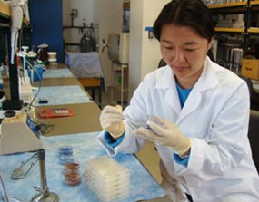 Ling Zhan, DDS, PhD, in the lab; she is isolating cavity causing bacteria.