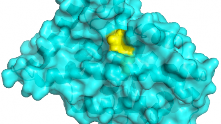 Researchers identified a hidden drug target (yellow) on a neuronal protein (blue) that has long been implicated in Parkinson’s disease but was previously considered “undruggable.” Credit: England lab/UCSF.