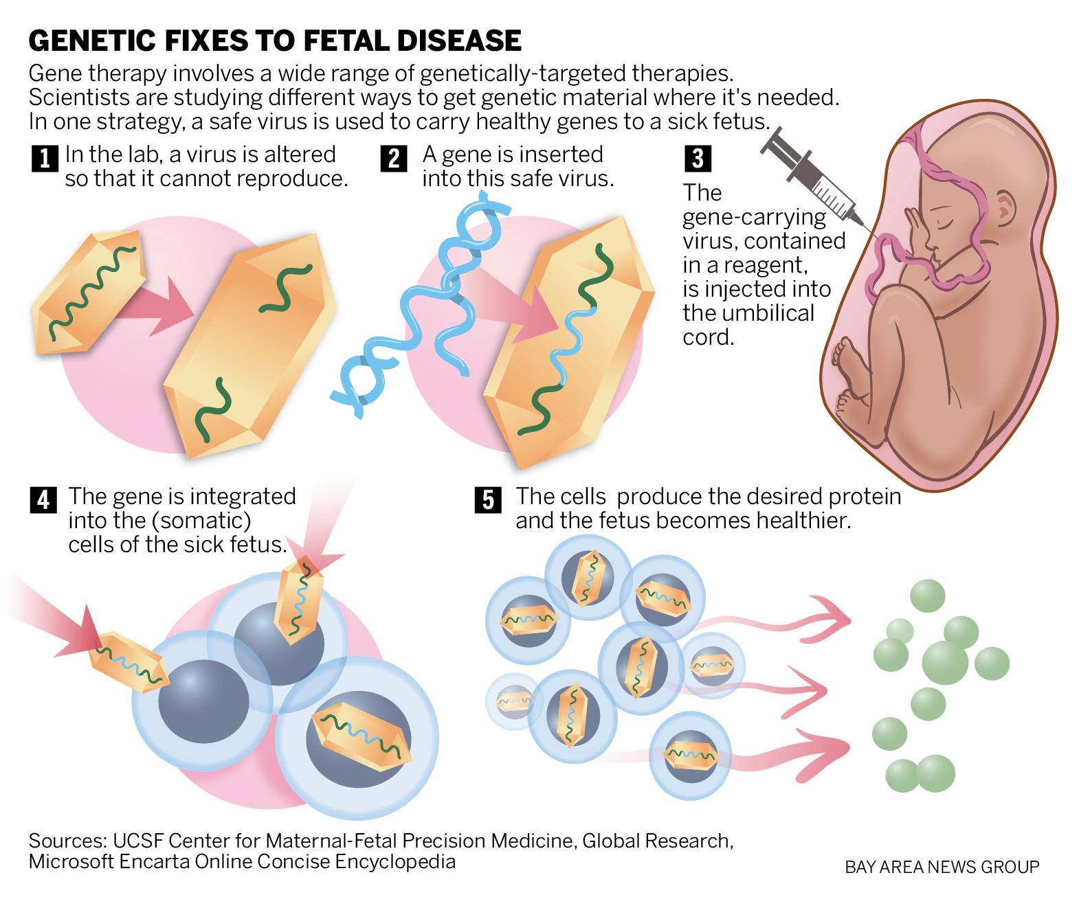 Genetic fixes to fetal disease graphic